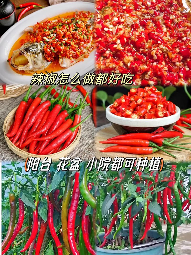 美人椒种子长势强劲.坐果率高.拍二发三#优质农产品 #辣椒