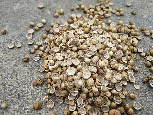 香菜图片