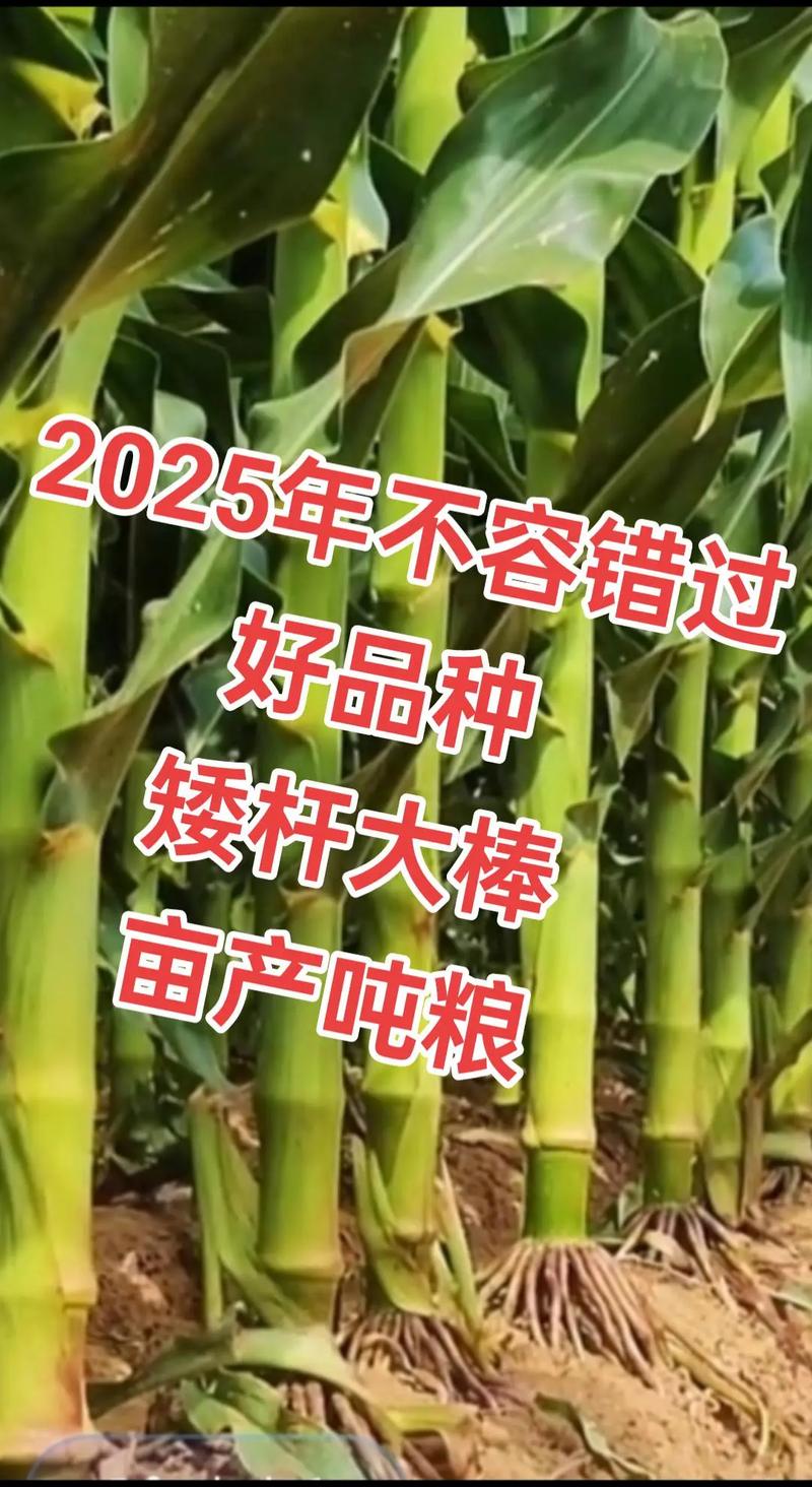 高产玉米种子 #最新国审高产玉米种子 #矮杆大棒玉米种