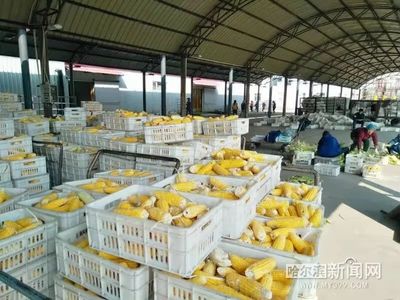 一县一品,木兰粗食&ldquo;喝&rdquo;起来丨鲜食玉米&ldquo;藏粮于技&rdquo;