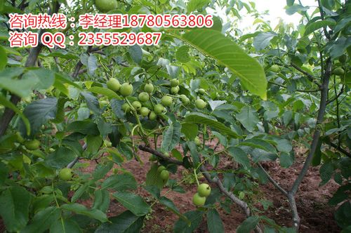种子,种苗 厂家产品 云南9818核桃苗,云南清香核桃苗,云南云新核桃苗
