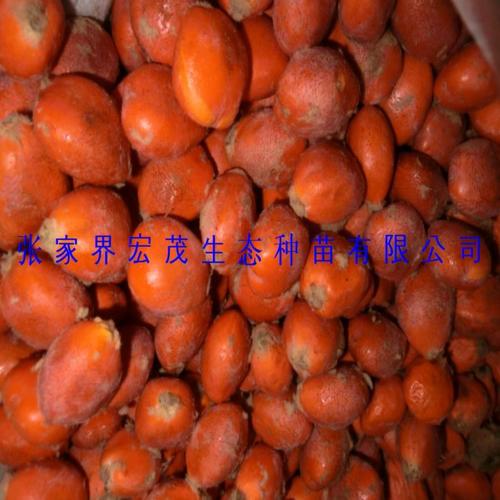 其他种子,种苗产品列表