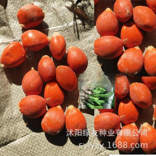 主营产品:草种;花卉种子;种球;林木种子所在地:沭阳县 苏北商贸 114
