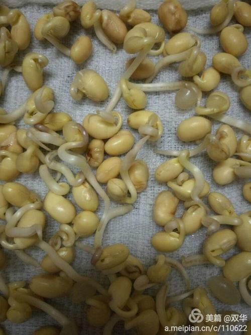 黄豆种子萌发实验