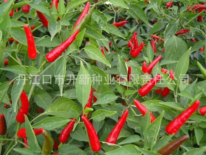 原料辅料,初加工材料 农产品 种子种苗 其他种子种苗 供应朝天椒种子